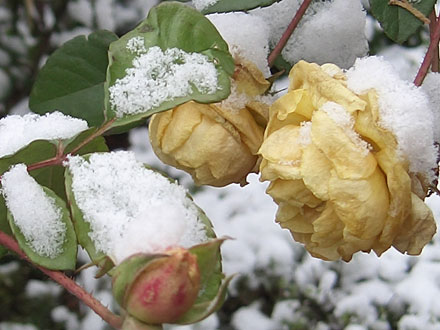 Winterimpressionen